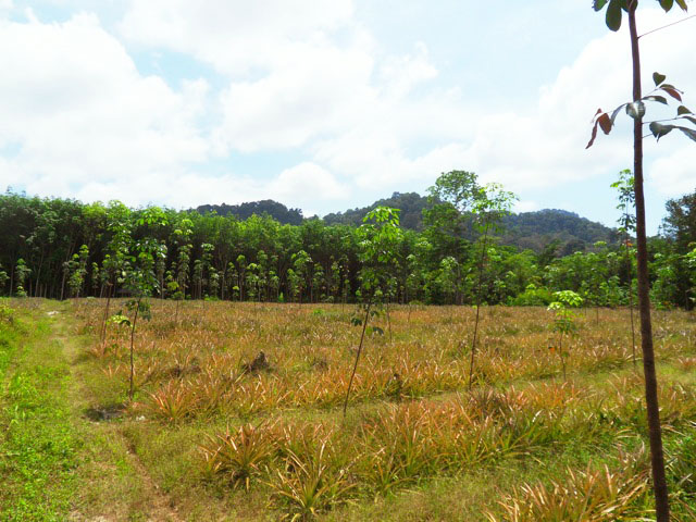 Urgent Must Sell This Land