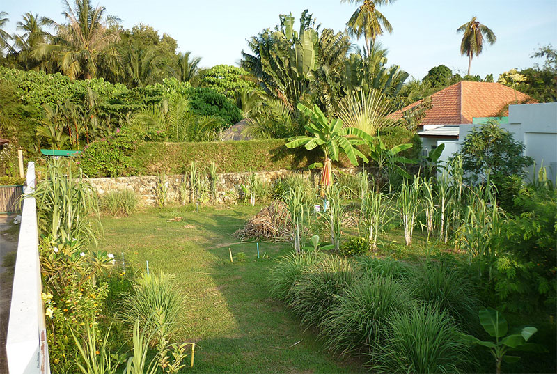 nice land plot in Naiharn