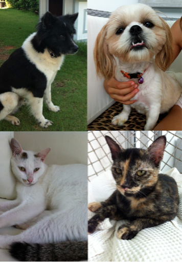 Are you looking for Cat or Dog