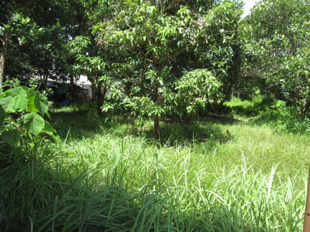 Land for sale in Paklok