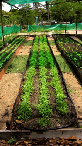 Hansar Samui Introduces Cooking Classes Using Produce from its new Organic Garden