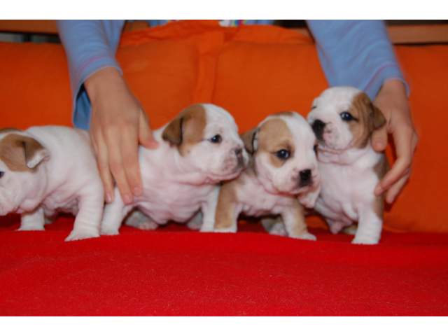 Cute English Bulldog Puppies