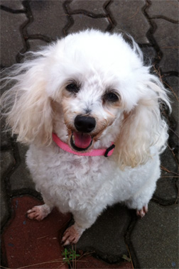 Are You Thinking Of Getting A New Dog Or Puppy?