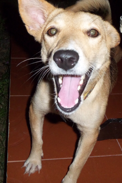 Are You Thinking Of Getting A New Dog Or Puppy?