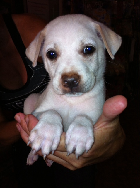 Are You Thinking Of Getting A New Dog Or Puppy?