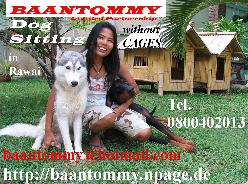 BAANTOMMY Dog Sitting