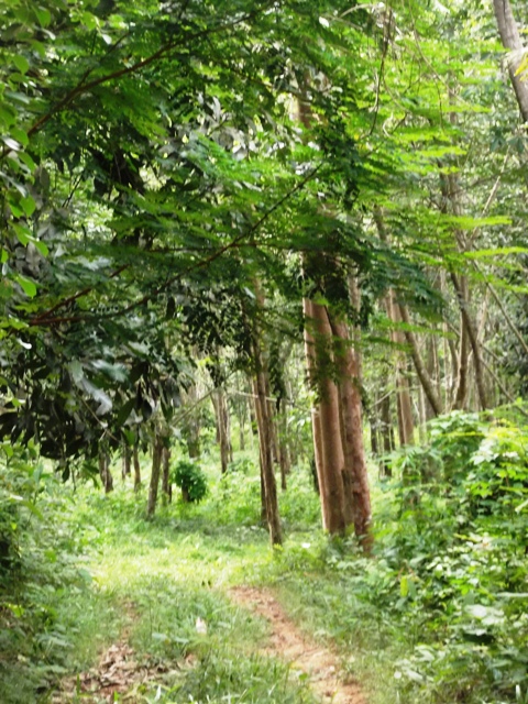 Land for sale in Panwa
