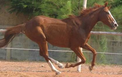 Seeking Horse Care Helper