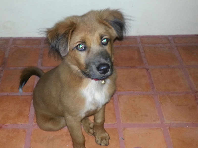 Dog Stolen.Reward THB 10.000