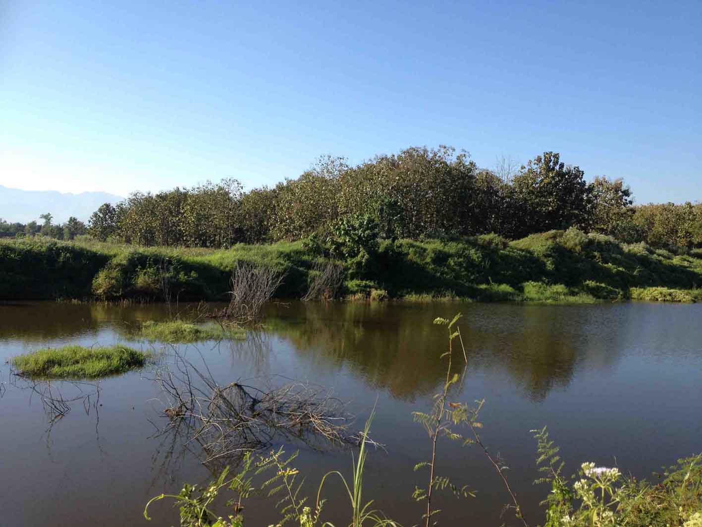 432 Rai For Sale 100,000 Trees