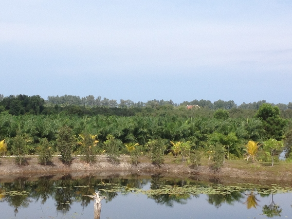 Palm Plantation For Sale