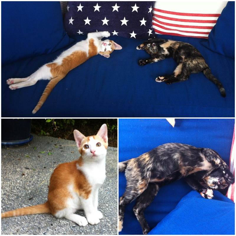2 Kittens, free to collect