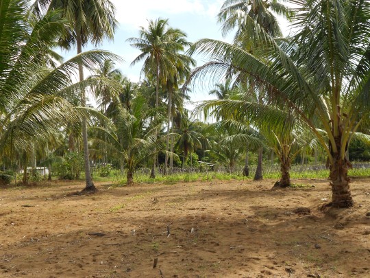 2 Rai Mai Khao Land for Sale