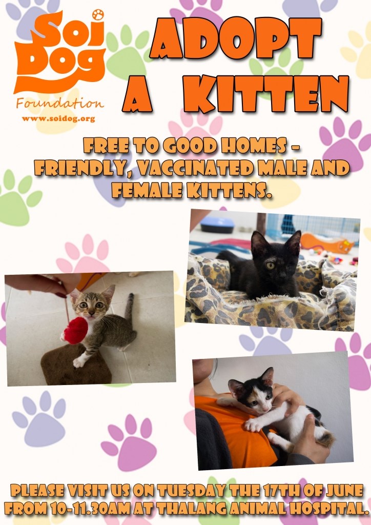 Adopt a Kitten morning