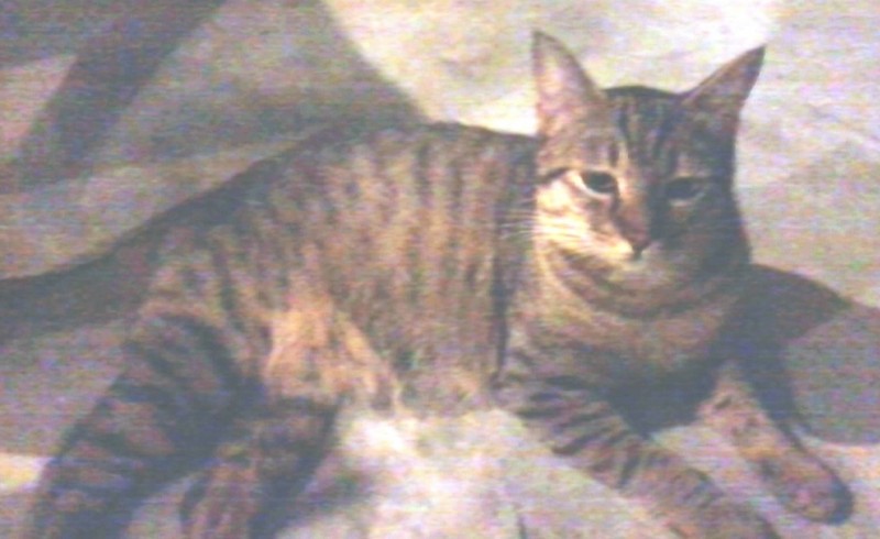 MISSING CAT - Soi Naya Naiharn