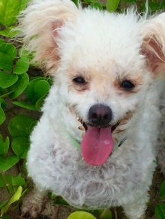 Small toy poodle