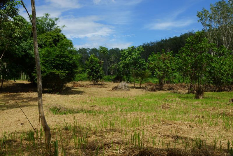 Land For Sale 3 Mio Baht
