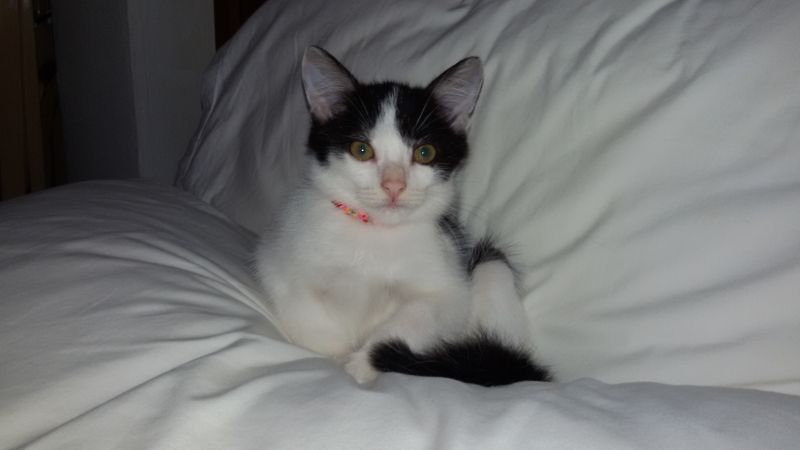 FEMALE CAT LOOKING FOR A MATE