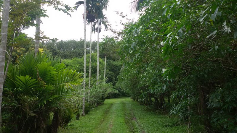 LAND NEAR WATERFALL FOR SALE