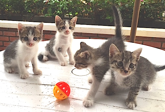 BEAUTIFUL KITTENS Need A Home
