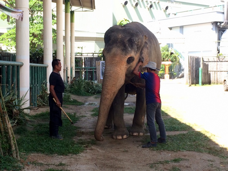 Any elephants not correctly registered by next Thursday (Jan 26) will be seized and the owner will face legal action. Photo; Eakkapop Thongtub
