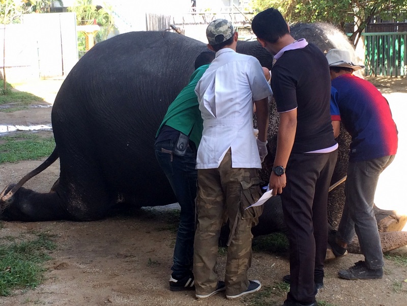 Any elephants not correctly registered by next Thursday (Jan 26) will be seized and the owner will face legal action. Photo; Eakkapop Thongtub