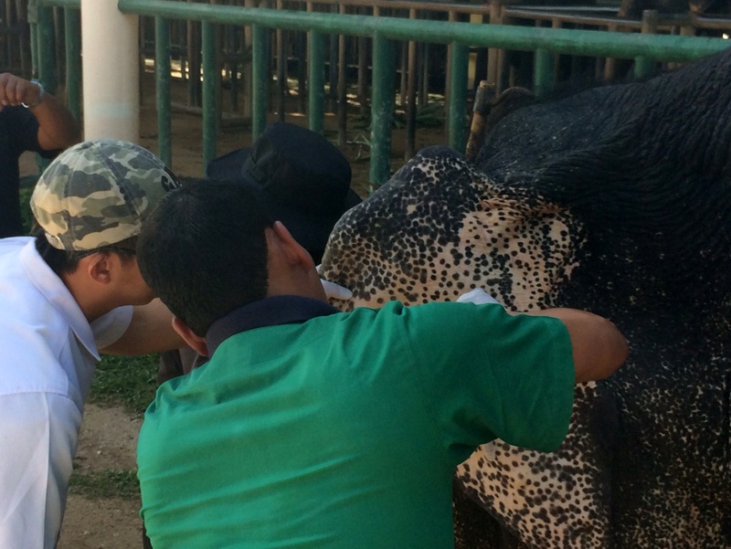 Any elephants not correctly registered by next Thursday (Jan 26) will be seized and the owner will face legal action. Photo; Eakkapop Thongtub