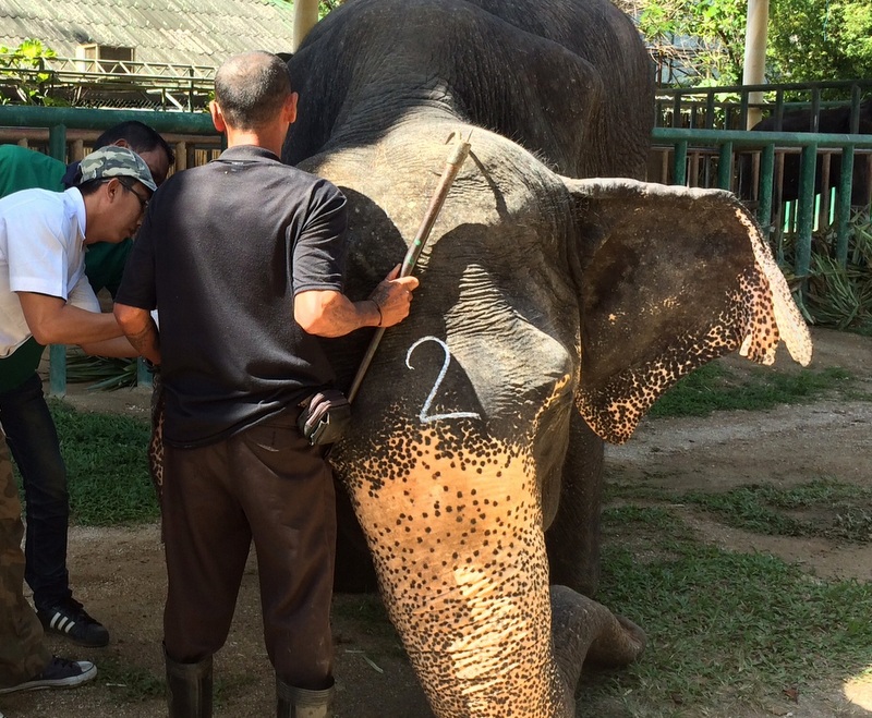 Any elephants not correctly registered by next Thursday (Jan 26) will be seized and the owner will face legal action. Photo; Eakkapop Thongtub