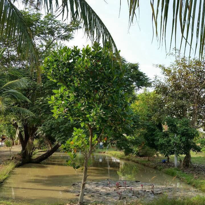 Sankamphaeng in Chiangmai