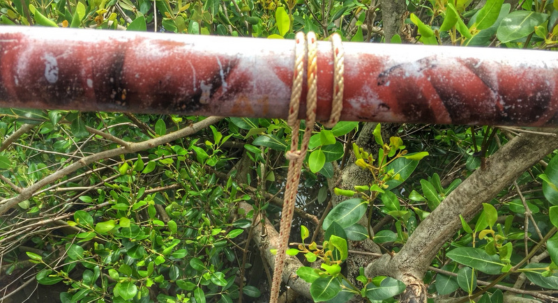 Man found hanged among Phuket Town mangroves