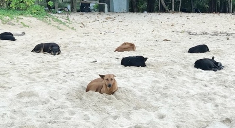 Assistance sought in tranquillising pack of wild Phuket dogs