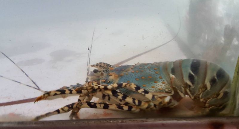 Phuket Police hunt Chalong lobster thieves