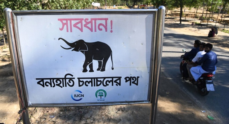 Wild elephant kills two at Rohingya camp in Bangladesh