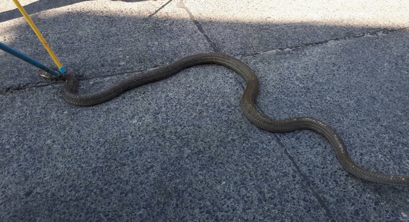 Four-metre king cobra caught in Phuket, second escapes