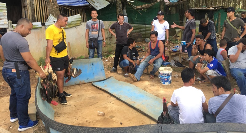 16 arrested for illegal gambling on Phuket cockfights