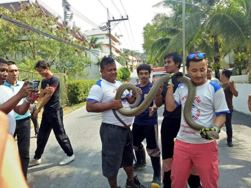 PHUKET XTRA: VIDEO: No. 1 restaurant in Asia! King cobra meets taxi? Chalong Underpass at 40%! ||  March 28
