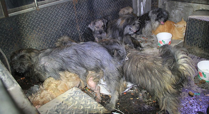 Living dogs, cats found dumped in tied sacks