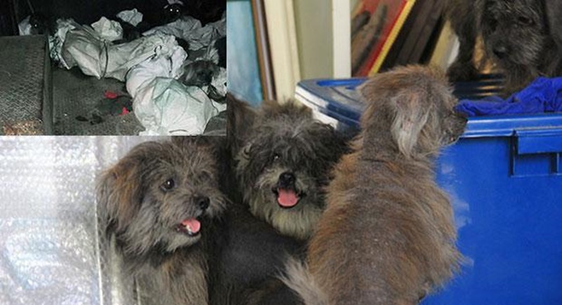 Man denies cruelty in leaving animals in tied sacks