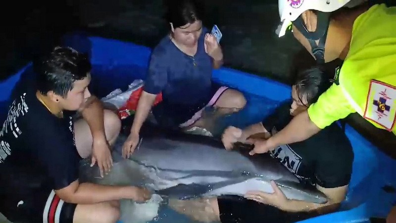 Striped Dolphin rescued from stranding at Kamala Beach