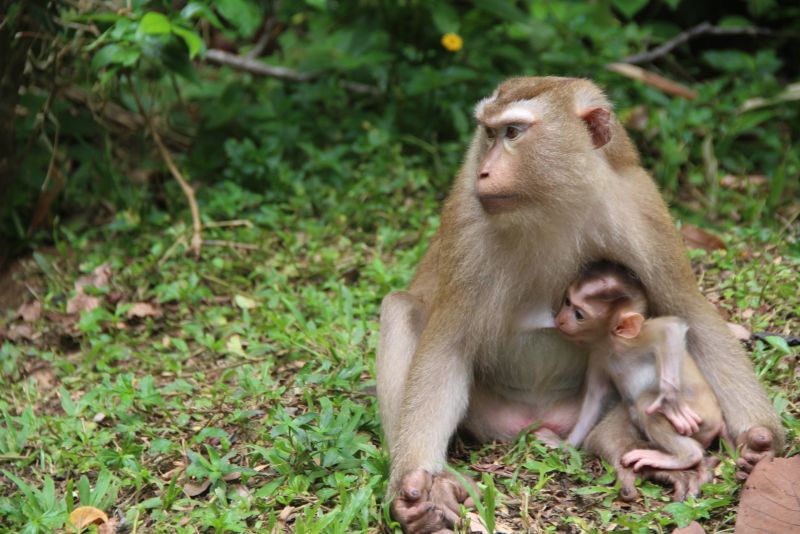 PHUKET XTRA: VIDEO: Pencil eye! Two crashes, 1 broken arm? Moving the Monkeys || June 13