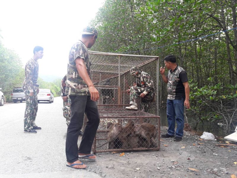 PHUKET XTRA: VIDEO: Saved from burning car! Phuket’s ’Monkey Island’! World Cup gambling? || June 14