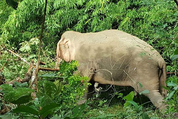 PHUKET XTRA: VIDEO: Killer elephant caught! Crashing with no injuries? Laguna Hospitality Golf Challenge! || June 15