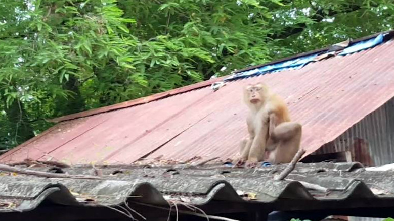 Concerns over Phuket wild monkeys as they risk entering homes to steal food