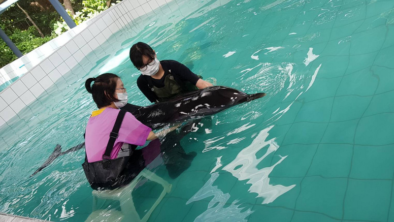 Dolphin in care after beach stranding off Phuket
