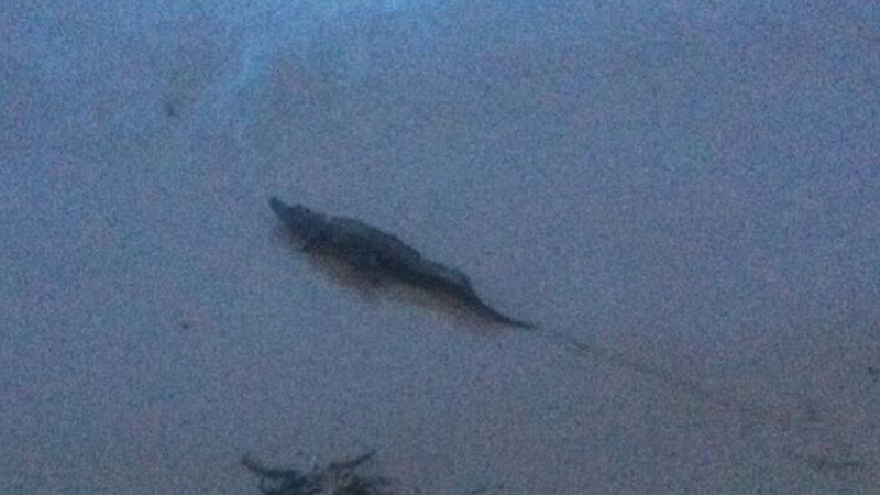Phuket croc search moves to Kata Noi, beach closed to swimmers