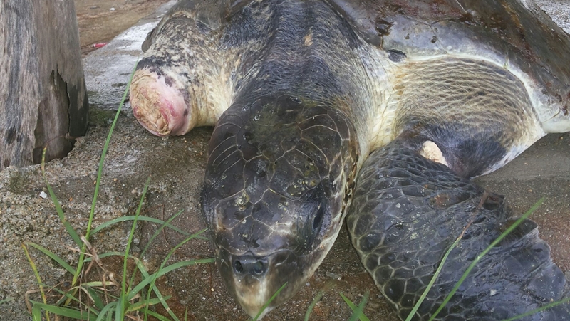 One dead, two injured sea turtles found washed up on Phuket beach