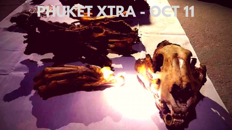 PHUKET XTRA: VIDEO: Inmates steal truck! Floater found! Tiger bones, meat! || Oct. 11