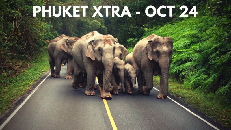 PHUKET XTRA: VIDEO: Elephants hit the road! Hunting Chalong thieves! Southern peace talks? || Oct. 24