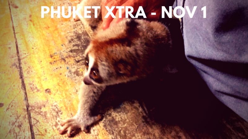 PHUKET XTRA: VIDEO: Fighters find selves prostitution site!  Video game junkies? Slow loris tout caught! || Nov. 1