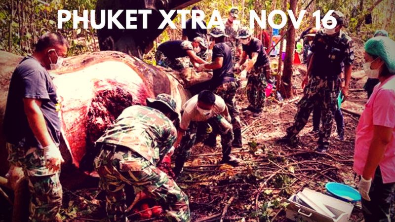 PHUKET XTRA: VIDEO: Elephant fatally shot! ’No go zone’? Ready for Loy Krathong! || Nov. 16
